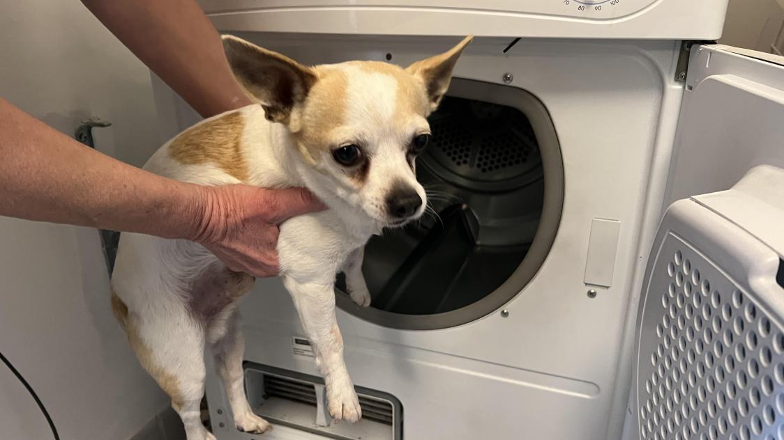 Sedan le calvaire d un chien passe au seche linge a cause d un defi d adolescents sur TikTok